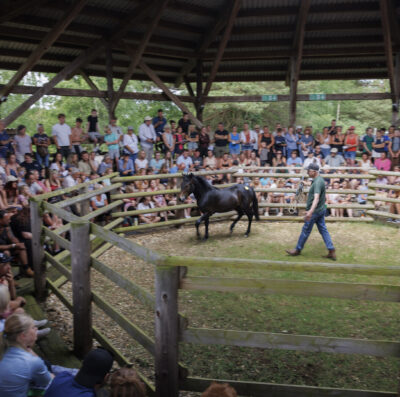 Beaulieu Road pony sale changes announced