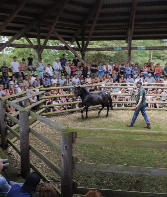 Beaulieu Road pony sale changes announced