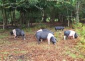 What is New Forest pannage?