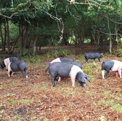 What is New Forest pannage?