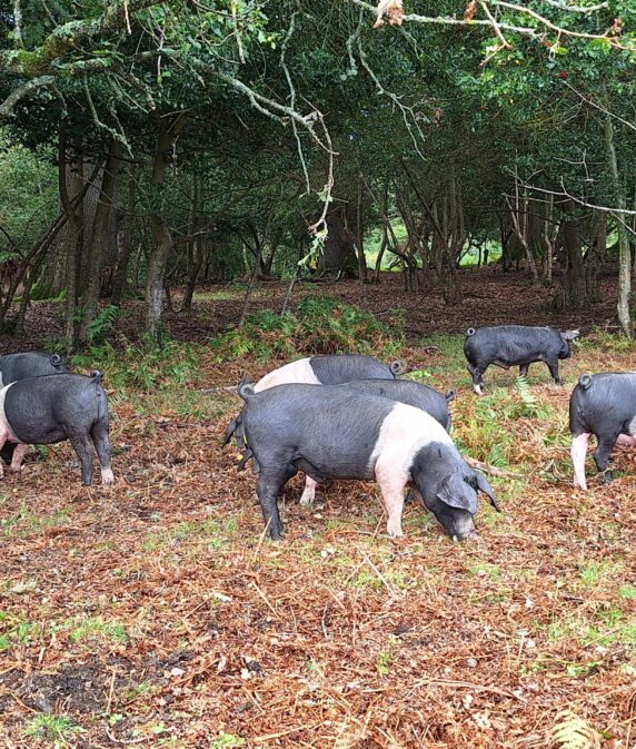 What is New Forest pannage?